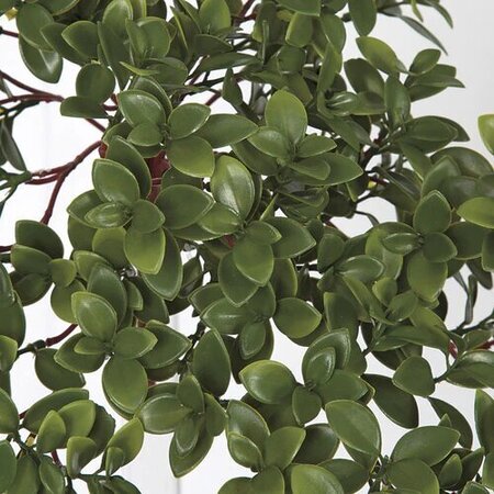 15 Inch Uv Outdoor Hanging Nematanthus Bush (Goldfish Plant)