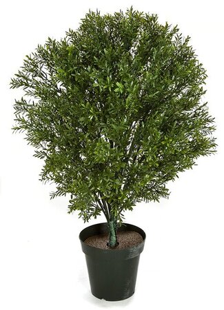 OUTDOOR UV ROSEMARY PODOCARPUS SHRUB TOPIARY | 24 INCH OR 36 INCH BUSHES