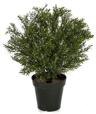 OUTDOOR UV ROSEMARY PODOCARPUS SHRUB TOPIARY | 24 INCH OR 36 INCH BUSHES