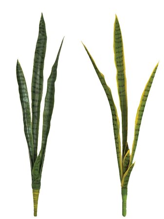 37 Inch Uv Outdoor Sansevieria Plant | Green/Yellow Or Tutone Green