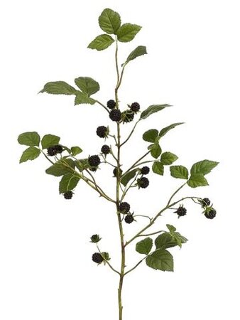 31 inches Blackberry Spray  Black