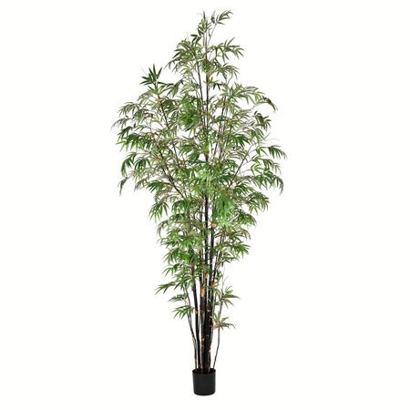 9 feet to 10 feet Potted Black Japanese Bamboo Tree