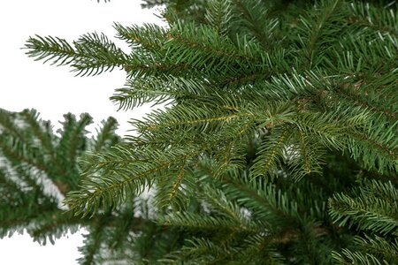 7 Ft. , 9 Ft. Or 12 Ft. Full Size Arkansas Spruce Trees