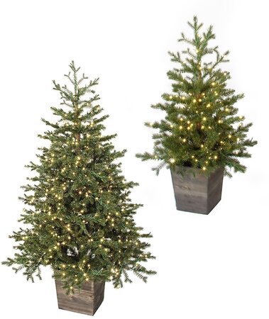 Potted Western Hemlock Trees with Micro LED Lights | 3 Ft. or 5 Ft.
