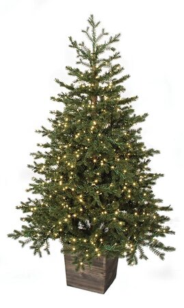 Potted Western Hemlock Trees with Micro LED Lights | 3 Ft. or 5 Ft.