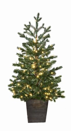 Potted Western Hemlock Trees with Micro LED Lights | 3 Ft. or 5 Ft.