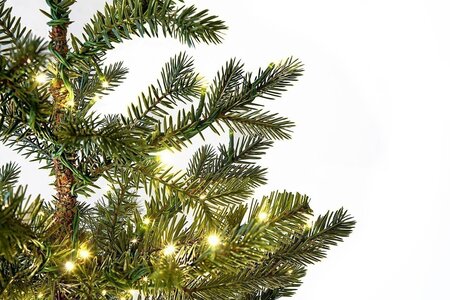 Potted Western Hemlock Trees with Micro LED Lights | 3 Ft. or 5 Ft.