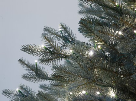 Full-Size Blue Swiss Pine Trees | 6 Ft. to 15 Ft. Tall