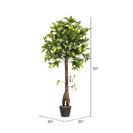 50 inches Camellia Tree in Pot