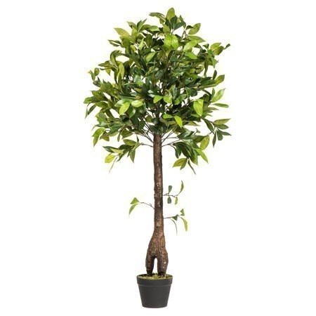 50 inches Camellia Tree in Pot