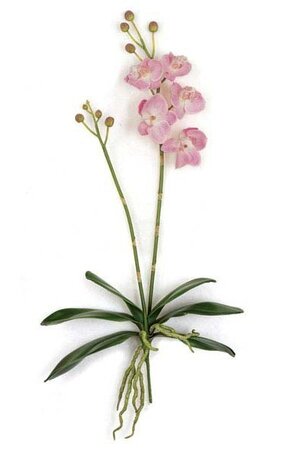18" Phalaenopsis Orchid - 6 Green Leaves - 5 Rose Pink/Purple Flowers - Bare Stem