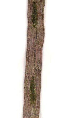 6' Paper Bark Ribbon Moss Brown