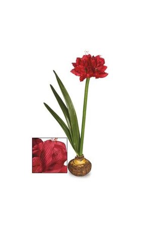 60" Amaryllis Bulb Red