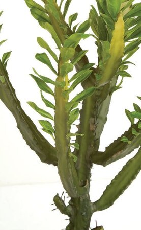 Earthflora's 24 Inch Euphorbia Trigona Plant