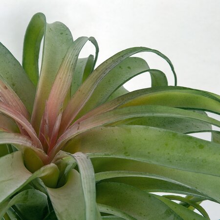 Earthflora's 12.5 Inch Green Tillandsia Air Grass Plant