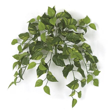 Earthflora's 24 Inch Pothos Vine Bush