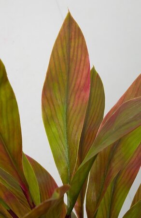 Earthflora's 36 Inch Cordyline Plant - Green/red