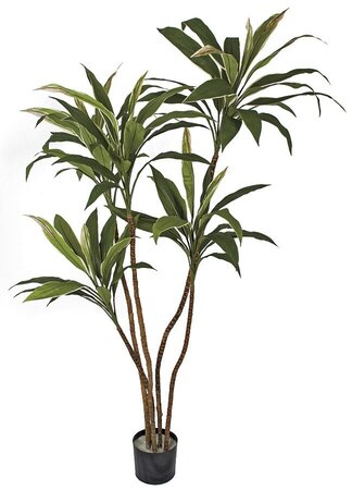 Earthflora's 5 Foot Cordyline Plant On Natural Wood