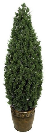 Earthflora's 6 Foot Outdoor Cedar Shrub Tree