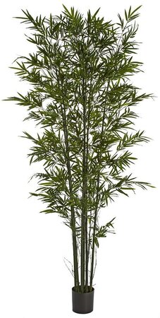 Earthflora's Bamboo Palm Trees With Green Canes - 5 Foot , 7 Foot, And 9 Foot