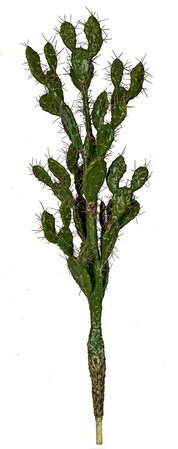 Earthflora's Prickly Pear Cactus With Needles - 42 Inches Or 52 Inches Tall