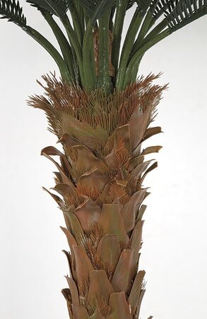 4.5 to 8.5 Feet Tall x 68 Inch Width - Polyblend Cycas Palm Trees