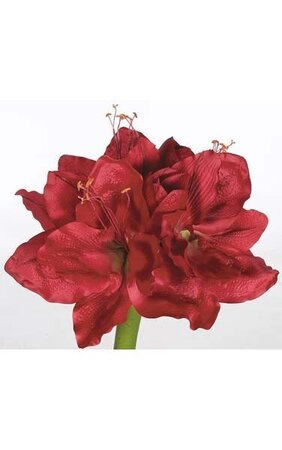 60" Amaryllis Bulb Red