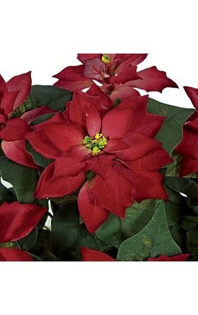16" Poinsettia Bush 7 Pink/Red Flowers