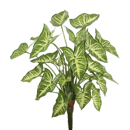 22 inches Syngonium Bush W/25 Lvs.-Green