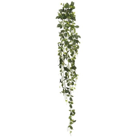 65" Fittonia Hanging Bush W/374 Lvs.-Gre