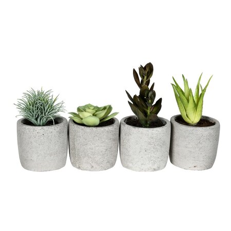 6" Green Potted Succulent 4/pk Asst