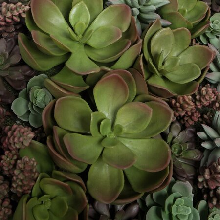 16.5" Multi-Colored Succulent Wall