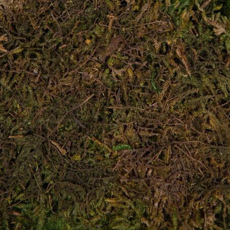 Green Moss Sheet - 1.1 lb/Bag