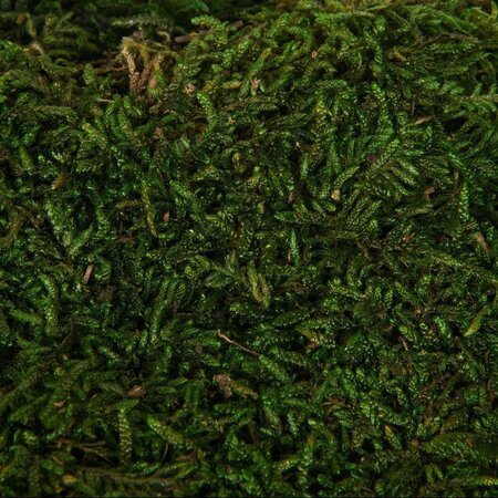 Green Moss Sheet - 1.1 lb/Bag