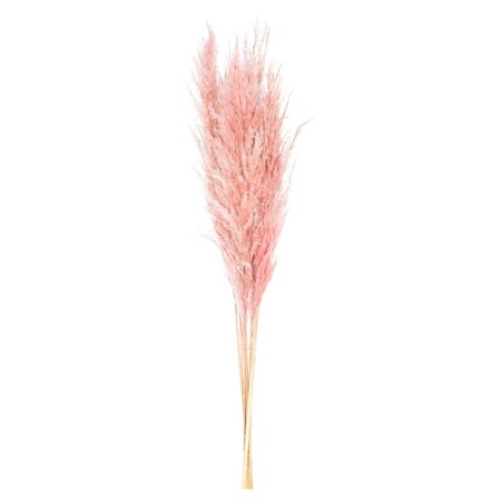 46" Dusty Rose Pampas Grass 6Pk