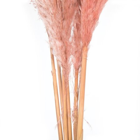 46" Dusty Rose Pampas Grass 6Pk