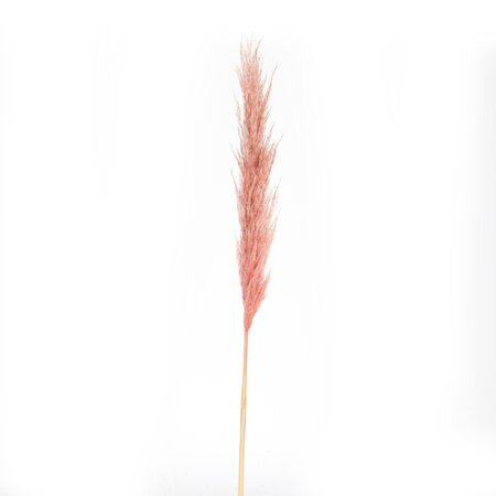 46" Dusty Rose Pampas Grass 6Pk