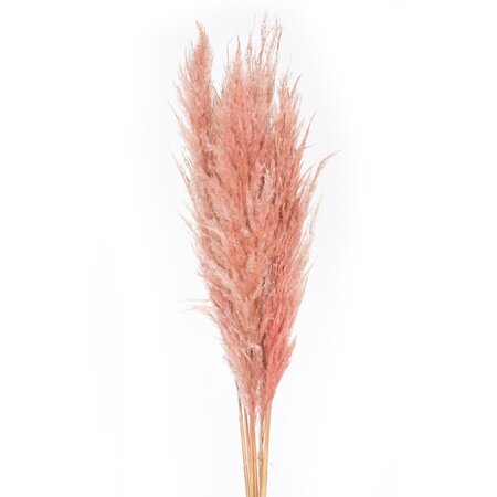 46" Dusty Rose Pampas Grass 6Pk