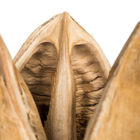 3-4" Bleached Sora Pods 250/Bulk Case