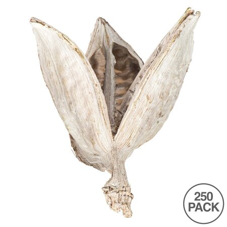 3-4" Bleached Sora Pods 250/Bulk Case