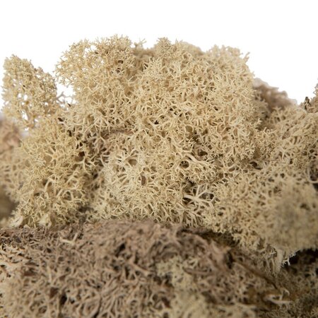 9 Lb Natural Preserved Reindeer Moss