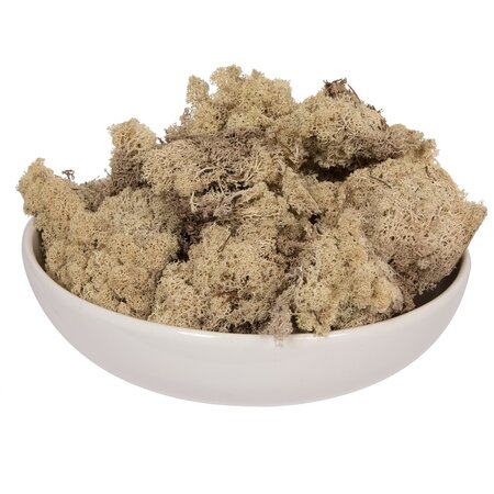 9 Lb Natural Preserved Reindeer Moss