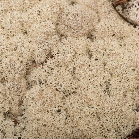 9 Lb Natural Preserved Reindeer Moss