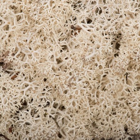 9 Lb Natural Preserved Reindeer Moss
