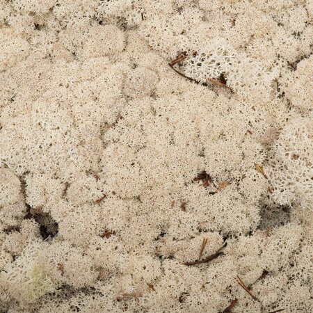 9 Lb Natural Preserved Reindeer Moss