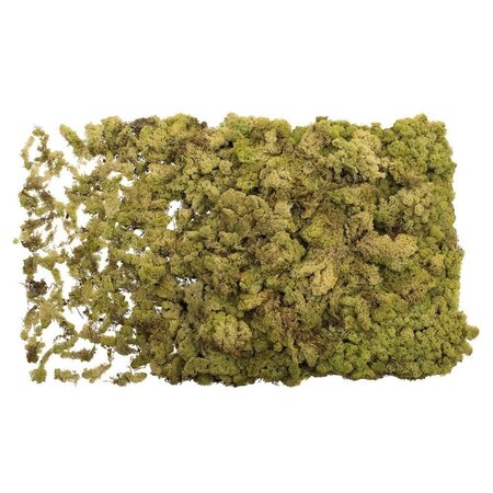 9 Lb Light Green Preserved Reindeer Moss