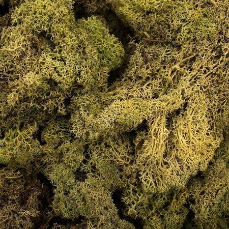 9 Lb Light Green Preserved Reindeer Moss