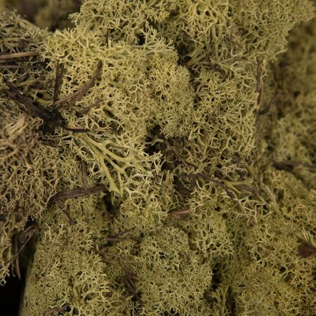 9 Lb Light Green Preserved Reindeer Moss