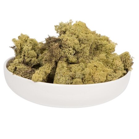 9 Lb Light Green Preserved Reindeer Moss