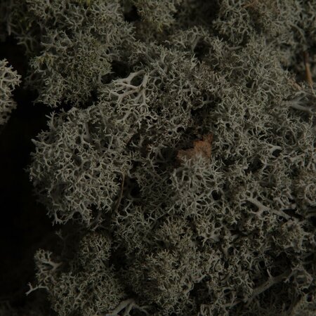 9 Lb Silver Gray Preserved Reindeer Moss